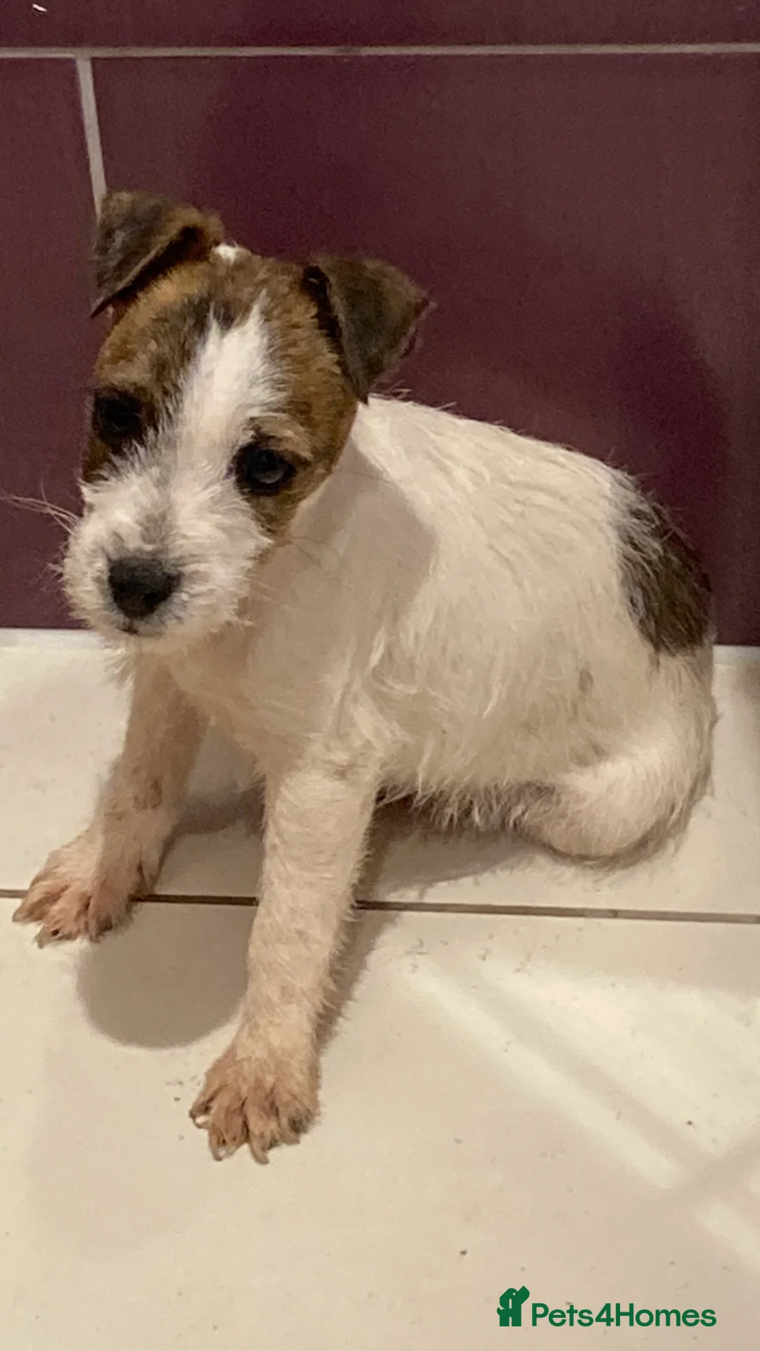Jack Russell dogs for sale: 3 lovely Jack Russell puppies  - Advert 4