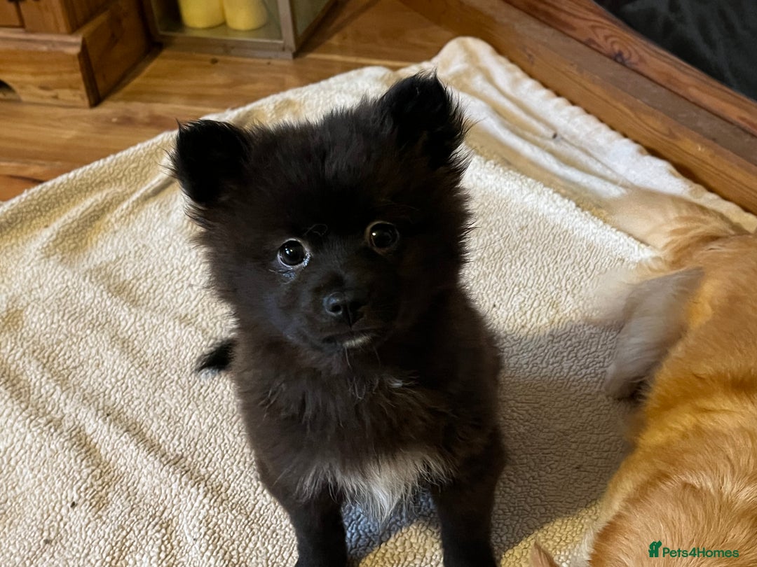 Pomchi dogs for sale: 1 Male Pomchi puppy - Advert 2