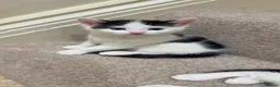 Mixed Breed cats for sale: 2 Kittens (boys) in Greenford - Advert 8