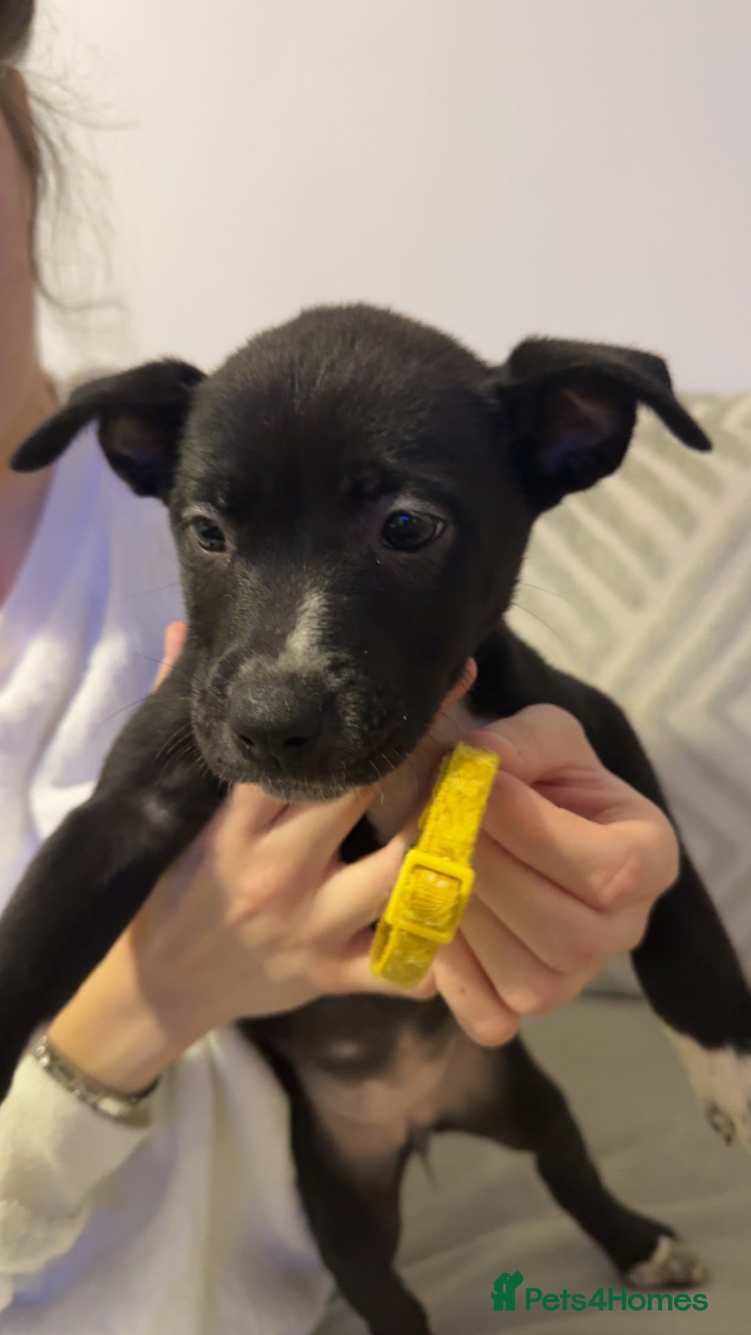 Mixed Breed dogs for sale: Cane corso hybrid Akita’s  - Advert 7