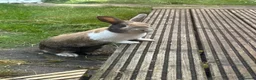 Mixed Breed rabbits for sale: Very friendly bunny in Brighton - Advert 3