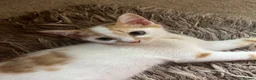 Domestic Shorthair cats for sale: Beautiful 13 week old male kitten needs new home. - Advert 3