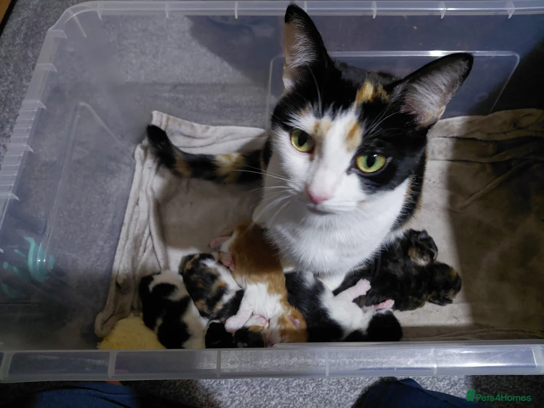 Mixed Breed cats for sale: Last kitten for sale - Advert 1