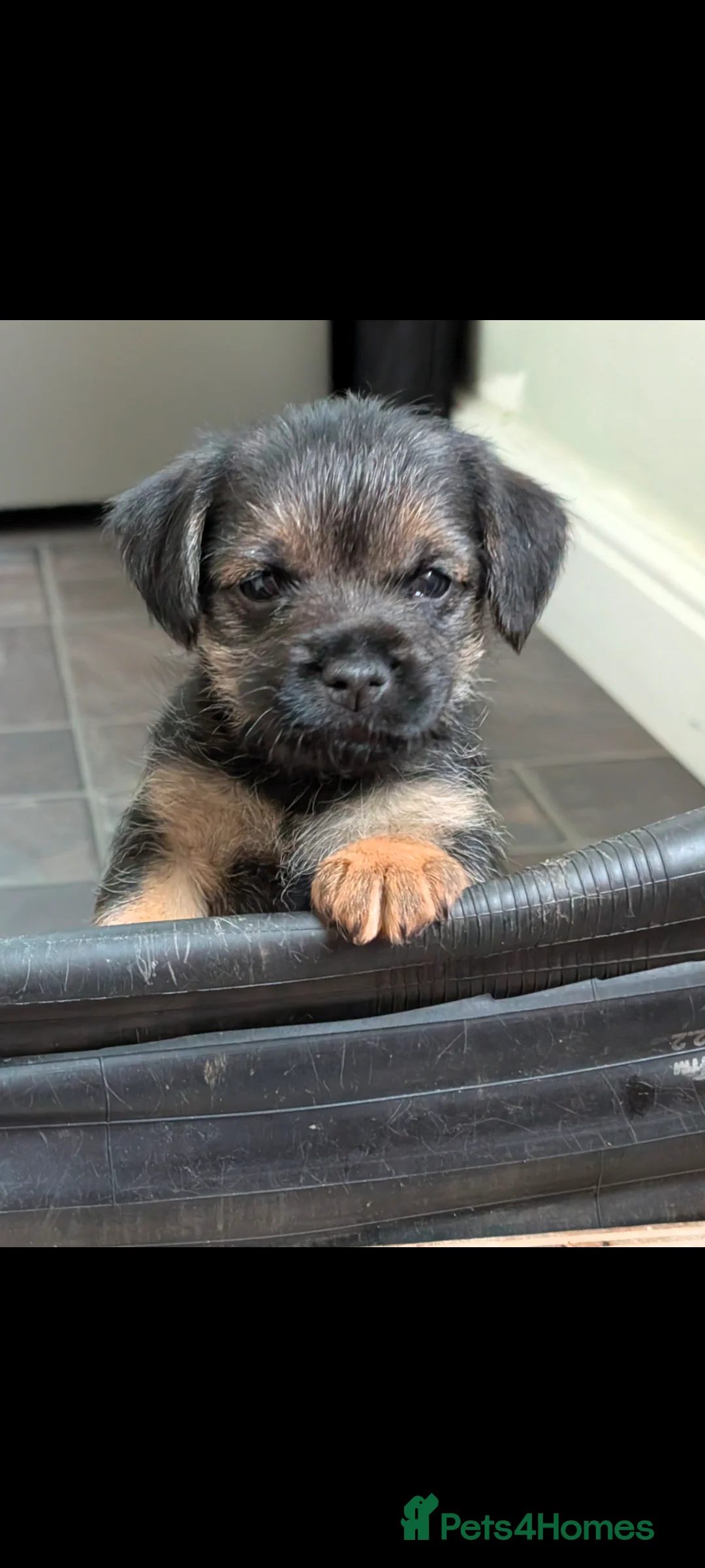 Border Terrier dogs for sale: Beautiful Border Terrier Puppies - Advert 15