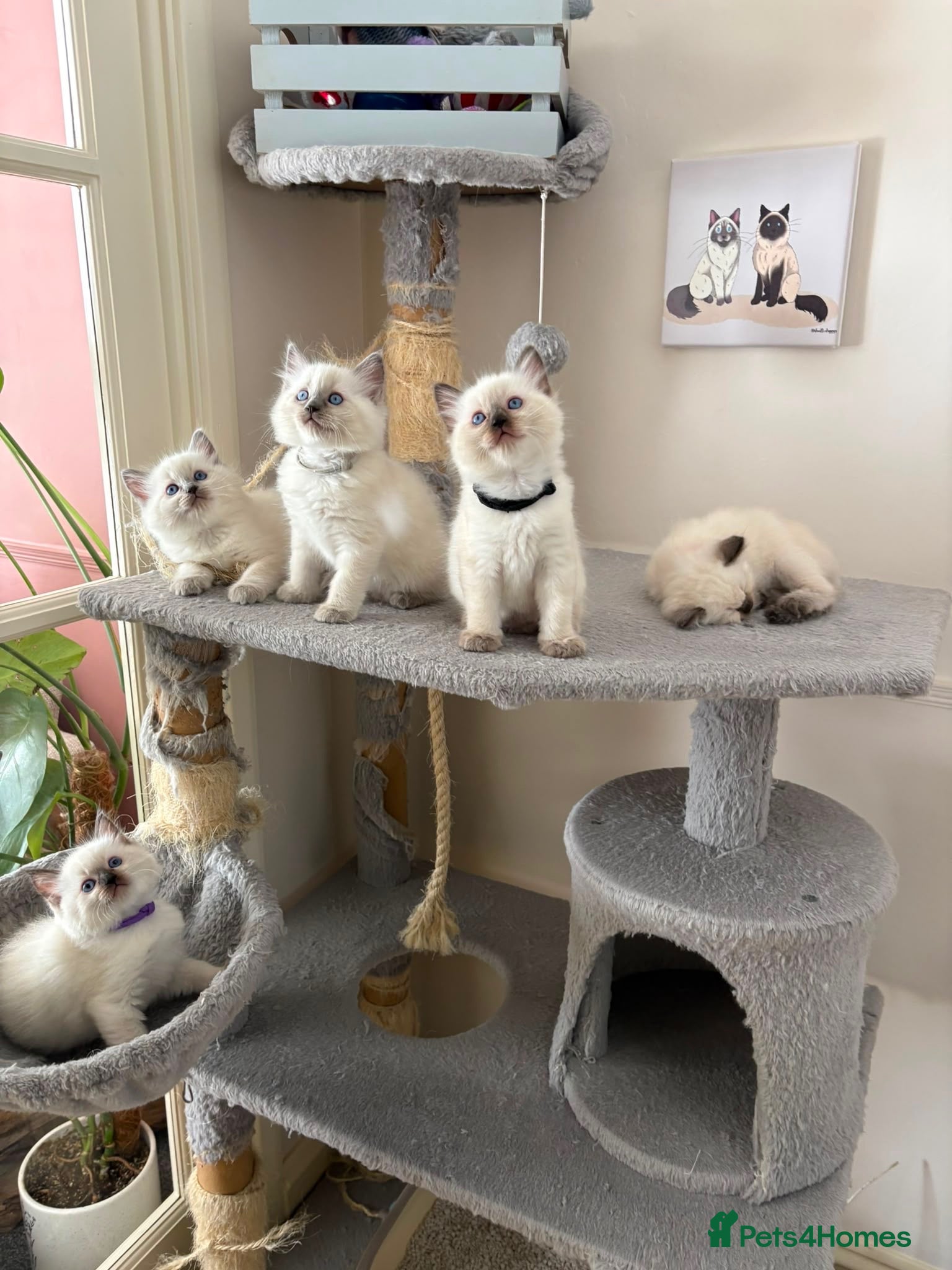 Ragdoll cats Pure ragdoll kittens - Advert 18