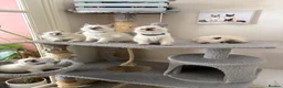 Ragdoll cats for sale: Ragdoll kittens - Advert 14