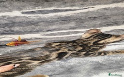 Bengal cats for sale: SHOW QUALITY BABIES  in Andover - Image 7