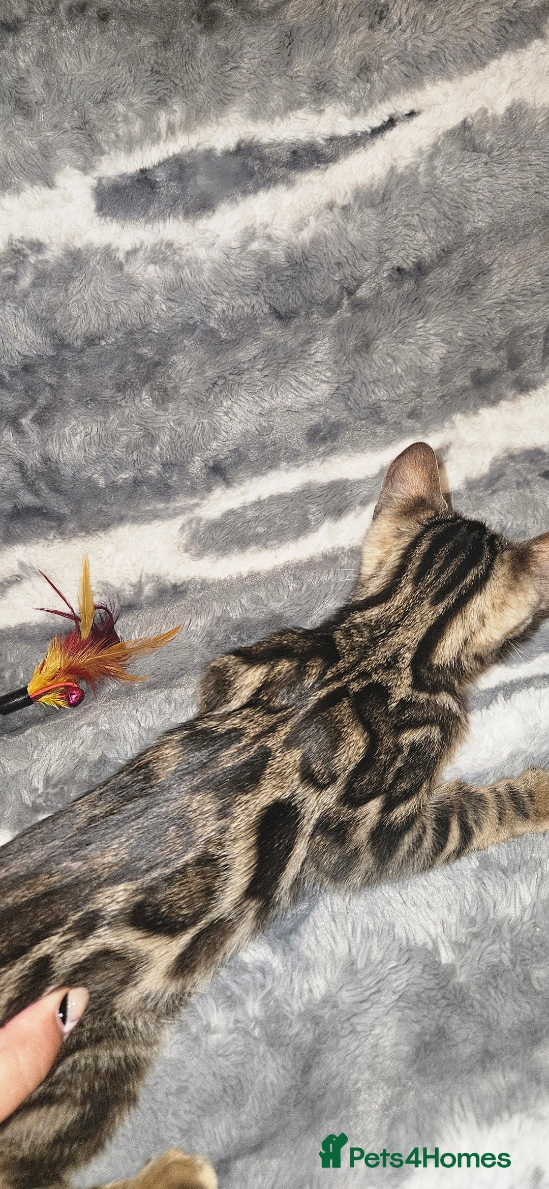 Bengal cats for sale: SHOW QUALITY BABIES  in Andover - Image 7