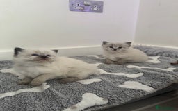 Ragdoll cats for sale: Stunning Blue Lynx & Blue Point Ragdoll Kittens  - Image 4