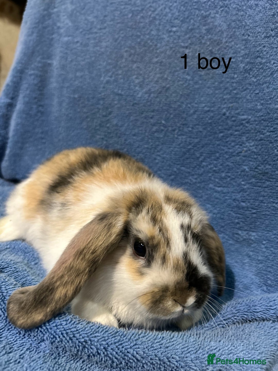 Dwarf Lop rabbits for sale: Mini x dwarf baby lop rabbits  - Advert 6