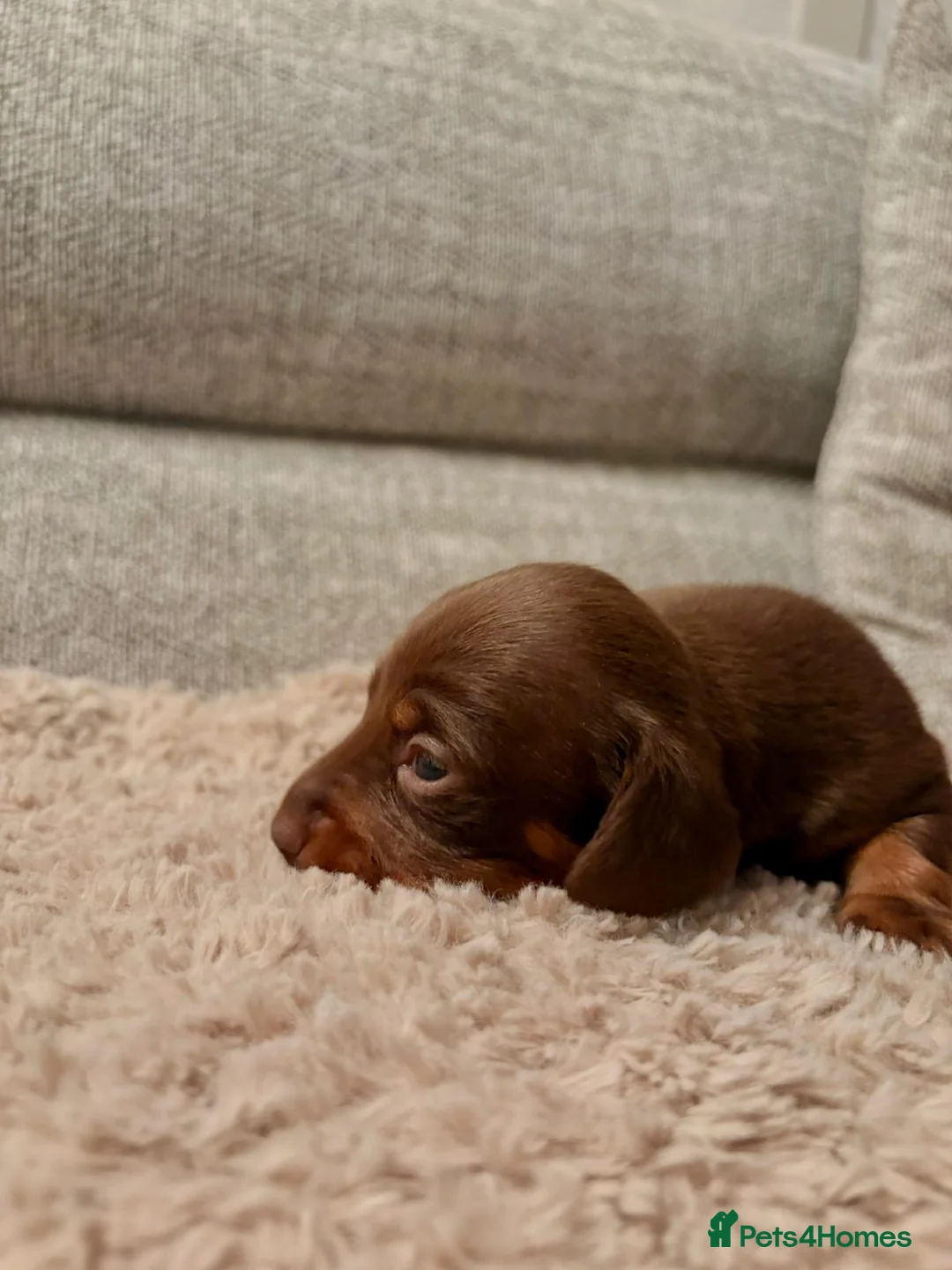 Miniature Dachshund dogs for sale: Miniature dachshund  - Advert 4