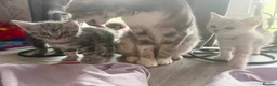 Mixed Breed cats for sale: Eyptian mau x british short hair kittens in Chelmsford - Advert 5