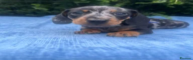 Miniature Dachshund 2