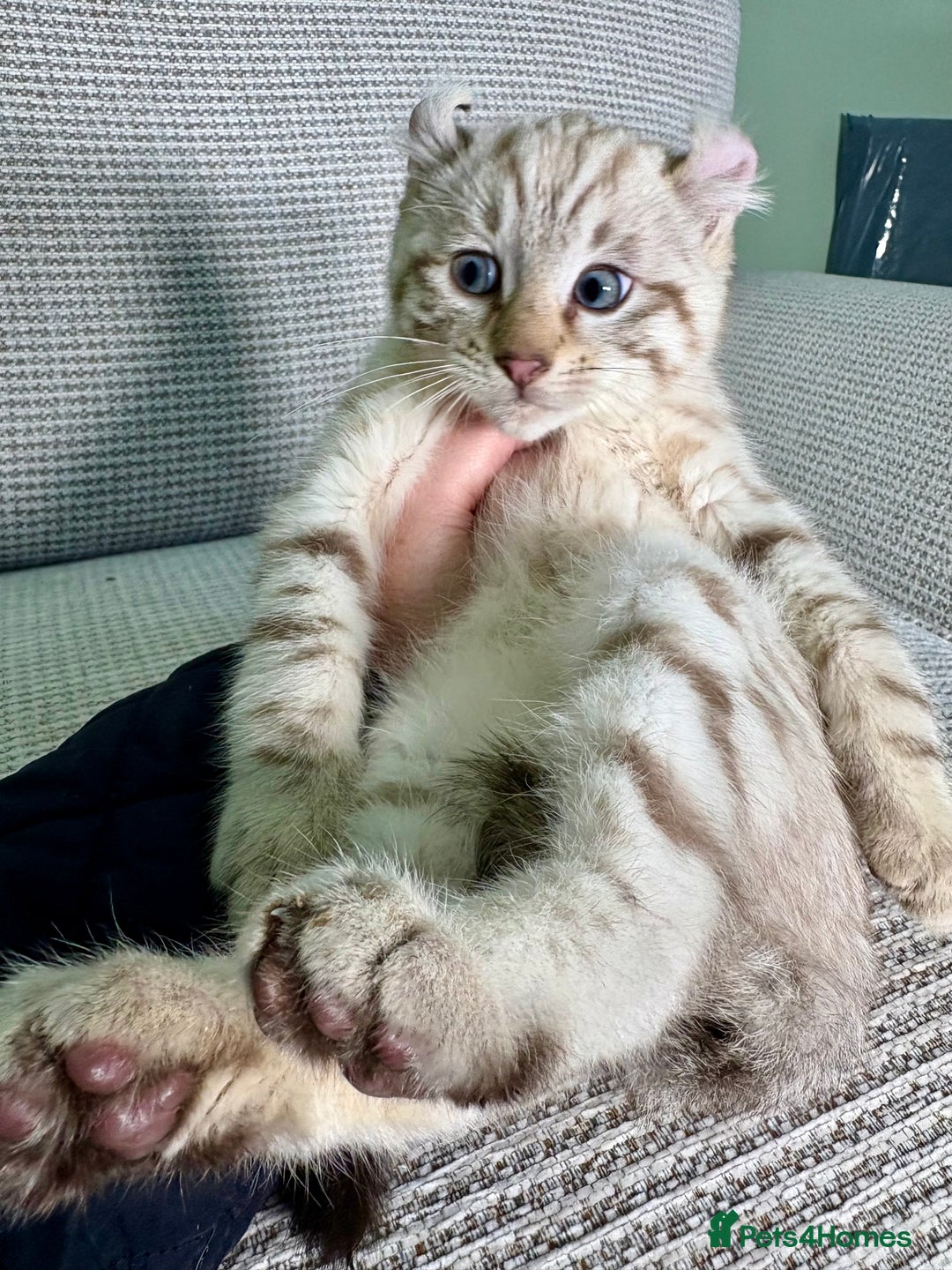 Savannah cats for sale: Superb wild looking snow leopard male  - Advert 27