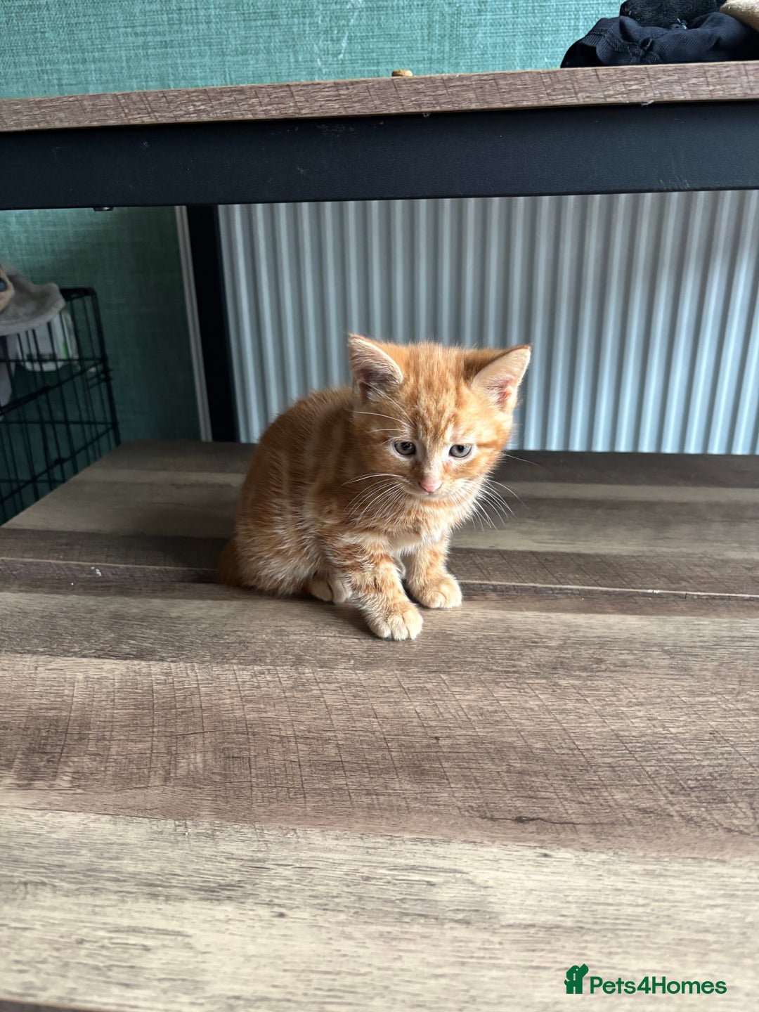 Mixed Breed cats for sale: Adorable male kittens for sale  - Advert 7