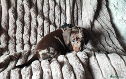 Miniature Dachshund dogs for sale: Miniature Dachshund 1 female left  - Image 14