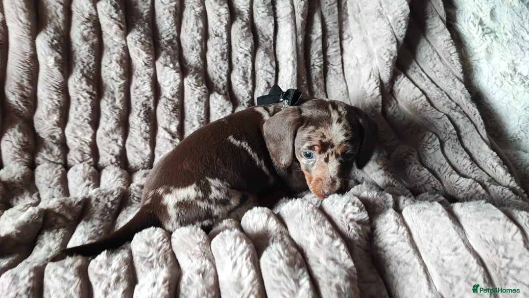Miniature Dachshund dogs for sale: Miniature Dachshund 1 female left  - Image 14