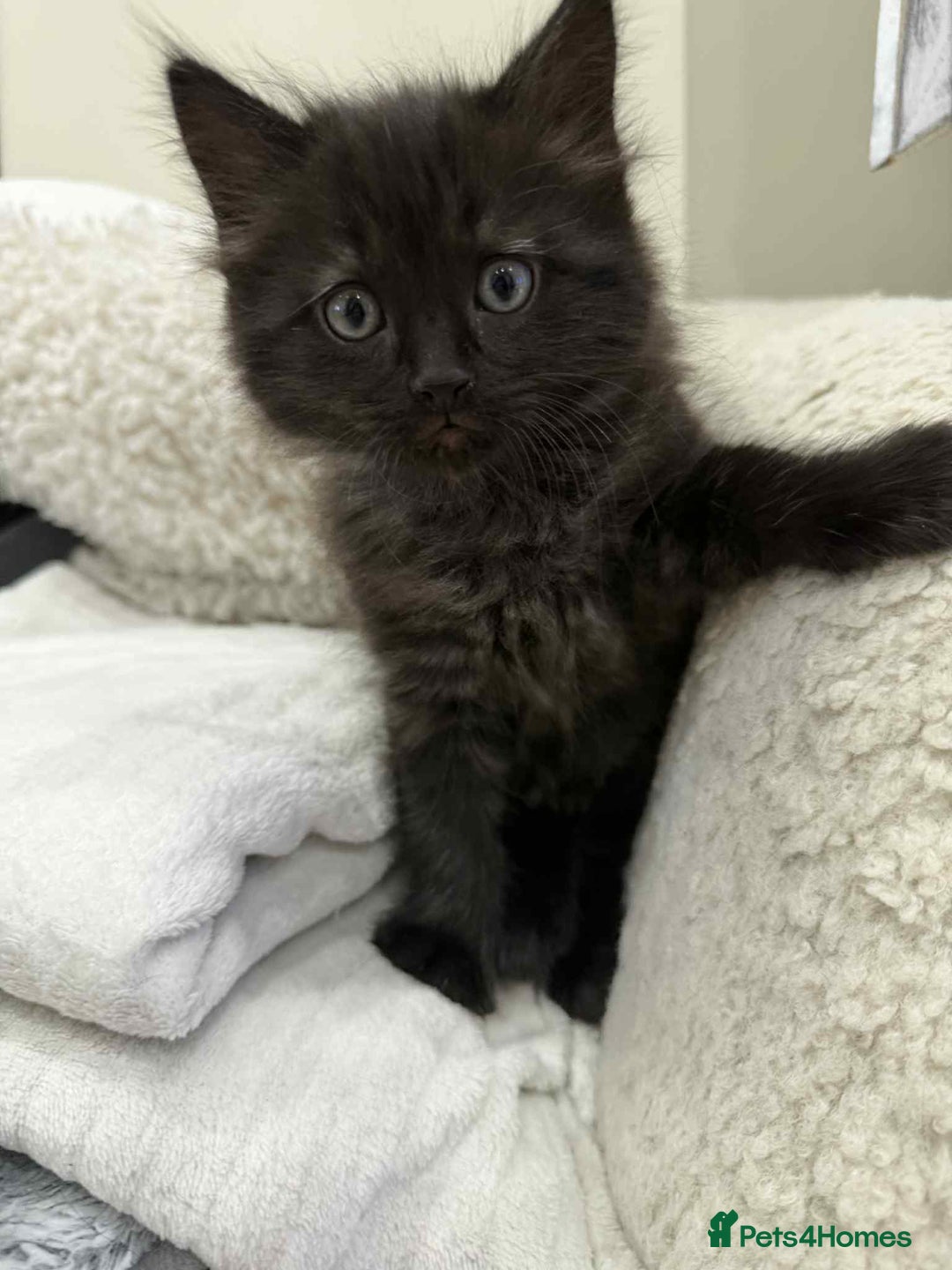 Ragdoll cats for sale: Ragdoll mix  - Advert 14