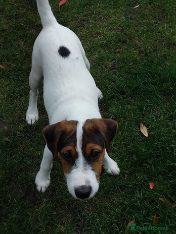 Mixed Breed dogs - Advert 3