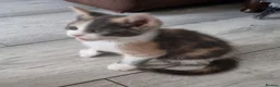 Mixed Breed cats for sale: 5 stunning kittens looking for  there new homes  - Advert 6