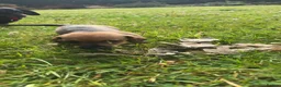 Miniature Dachshund dogs for sale: Miniature dachshund  - Advert 6