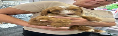 Cockapoo 2