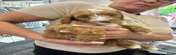 Cockapoo dogs for sale: F1b cockapoo prcd-pra clear  in Middlewich - Advert 8