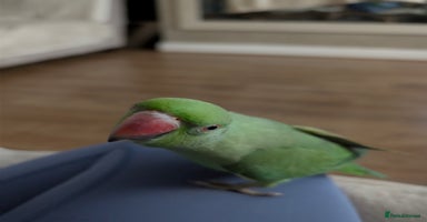 Ringnecks birds - Advert 8