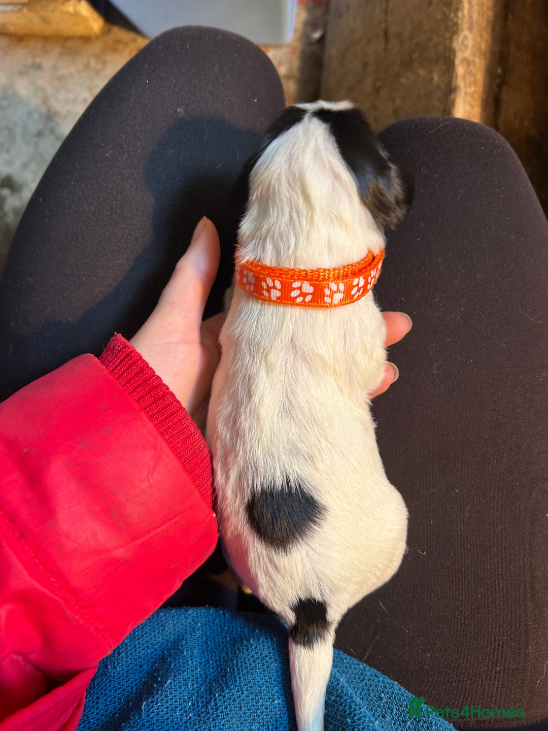 English Springer Spaniel dogs for sale: KC Working Springer Spaniel Puppies - Advert 7