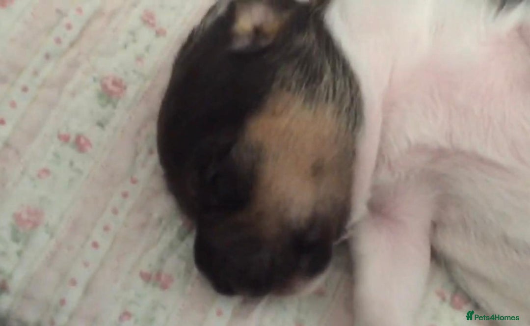 Jack Russell dogs for sale: Jack Russell Puppies - Image 16
