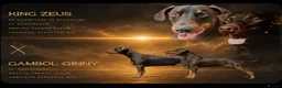 Dobermann dogs for sale: KC Dobermann pups  - Advert 1