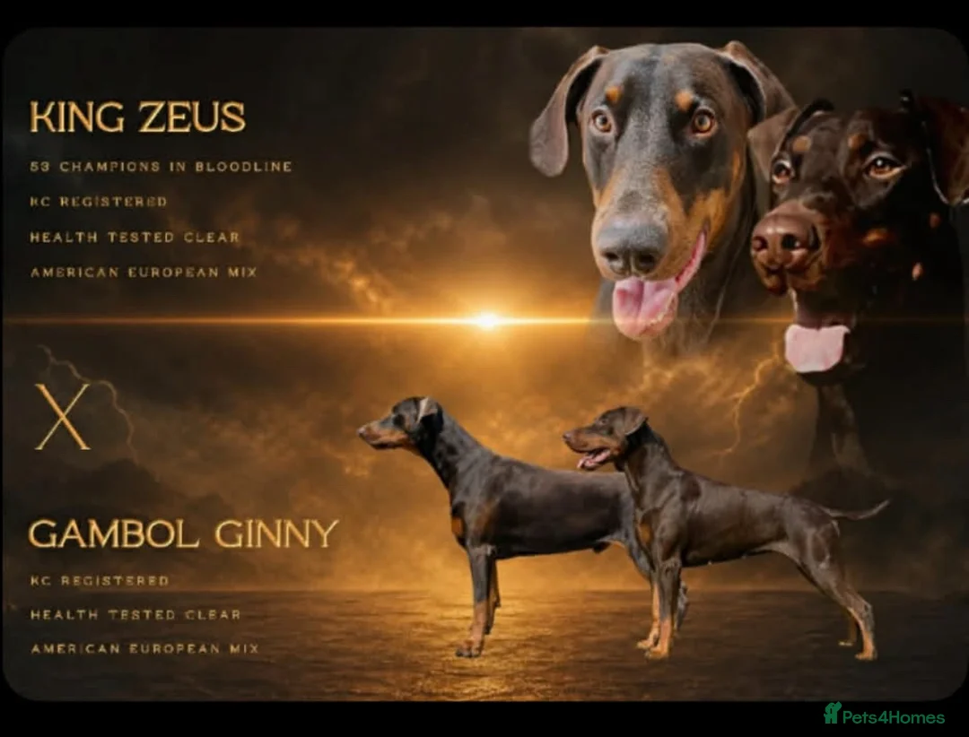 Dobermann dogs for sale: KC Dobermann pups  - Advert 1