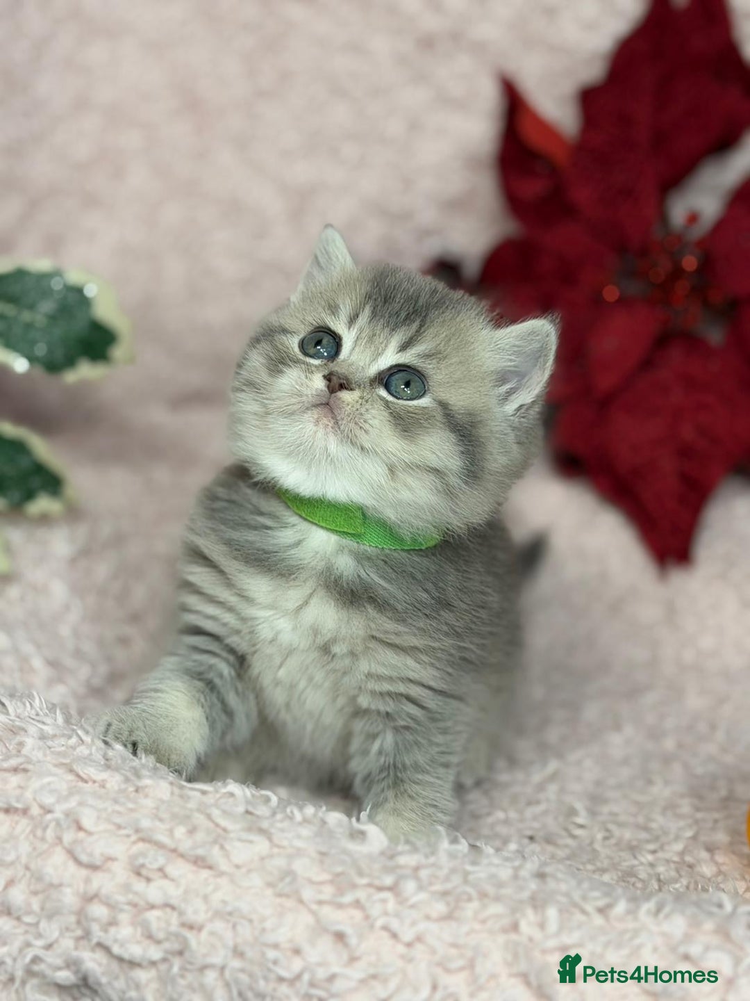 British Shorthair cats for sale: ⭐️Stunning BSH kittens GCCF registered ⭐️ - Advert 5