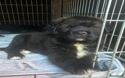 Mixed Breed dogs for sale: Central Aisian Shepard x Rottweiler - Image 15
