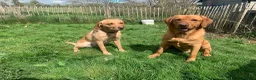 Labrador Retriever dogs for sale: Outstanding KC Registered Fox Red Labrador Puppies - Advert 14