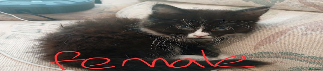 Mixed Breed Kitten 4