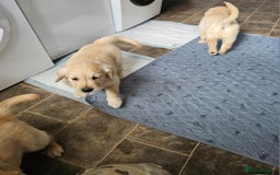 Golden Retriever dogs for sale: Ready to leave KC registered golden retriever - Image 39