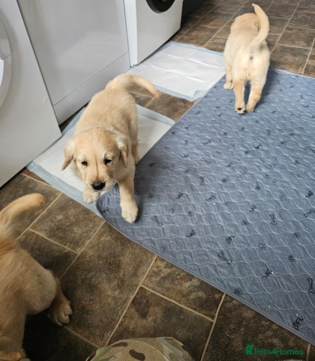 Golden Retriever dogs for sale: Ready to leave KC registered golden retriever - Image 39