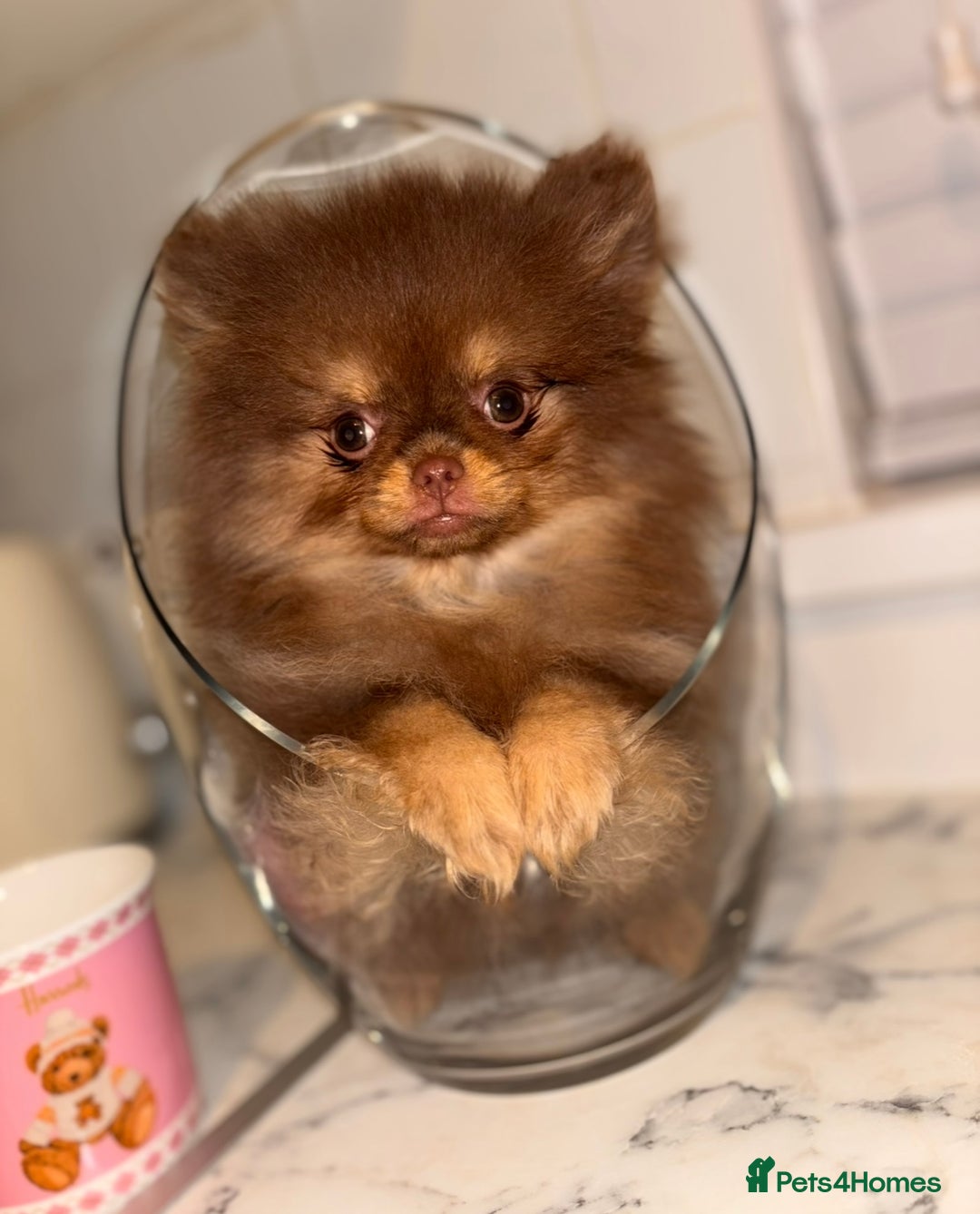 Pomeranian dogs for sale: Miniature Female  **  Pomeranian ‼️💗 - Advert 4