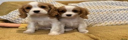 Cavalier King Charles Spaniel dogs for sale: Gorgeous Cavalier King Charles Spaniel puppies - Advert 1