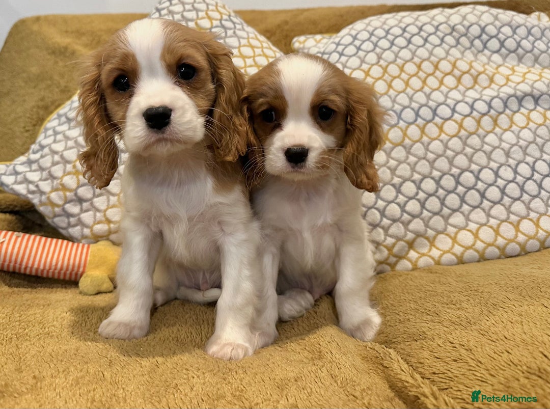 Cavalier King Charles Spaniel dogs for sale: Gorgeous Cavalier King Charles Spaniel puppies - Advert 1