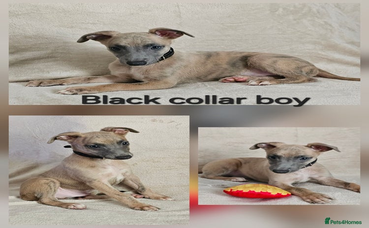 Whippet dogs - Advert 4