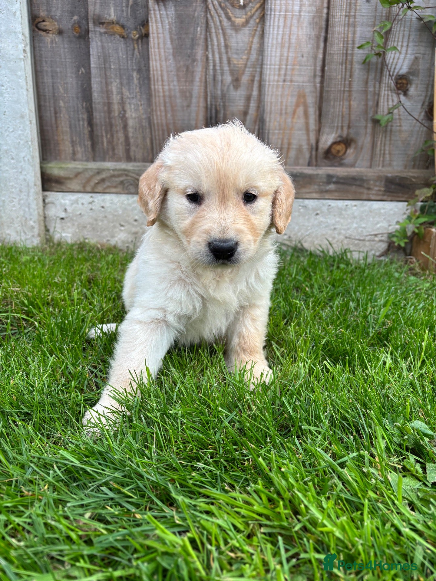Golden Retriever dogs Golden retriever puppies - Advert 6