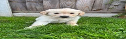 Golden Retriever dogs for sale: Golden retriever puppies in Melton Constable - Advert 1