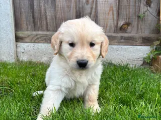Golden Retriever dogs Golden retriever puppies - Advert 10