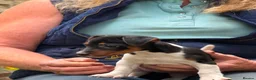 Jack Russell dogs for sale: Adorable Tri Coloured Miniature Jack Russell Pups - Advert 8