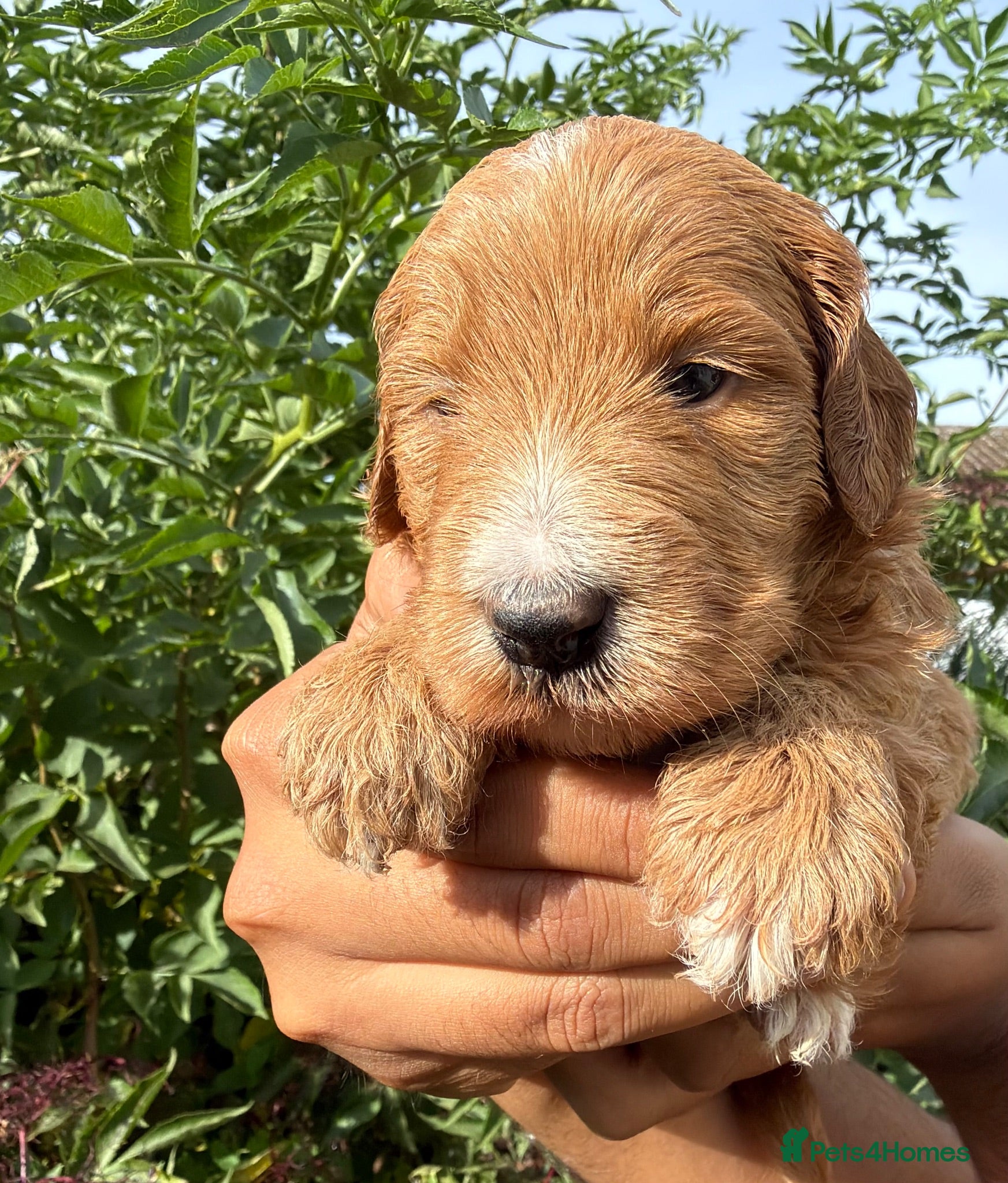 Australian Labradoodle dogs HEALTH TESTED AUSTRALIAN LABRADOODLE PUPPIES  - Advert 2