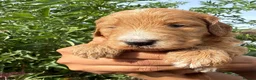 Australian Labradoodle dogs for sale: HEALTH TESTED AUSTRALIAN LABRADOODLE PUPPIES  - Advert 3