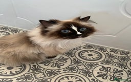 Ragdoll cats for sale: 1 male 1 female rag doll  - Image 3