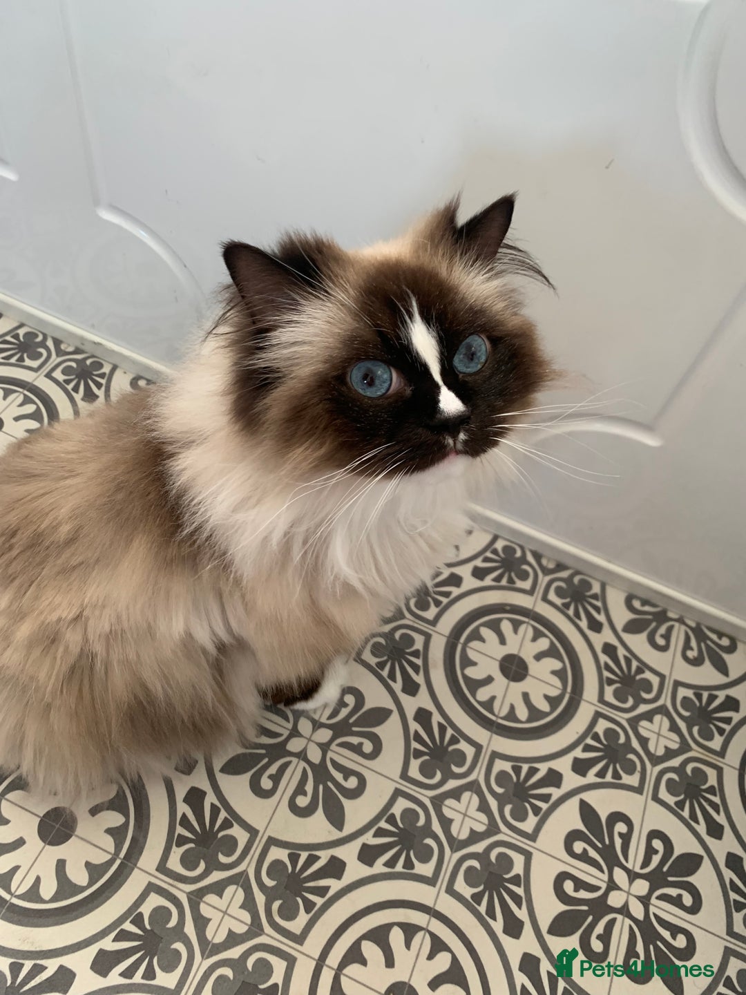 Ragdoll cats for sale: 1 male 1 female rag doll  - Image 3